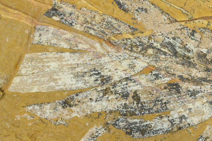 Fossil Conifer (Agathus) Plate - Australia #133638